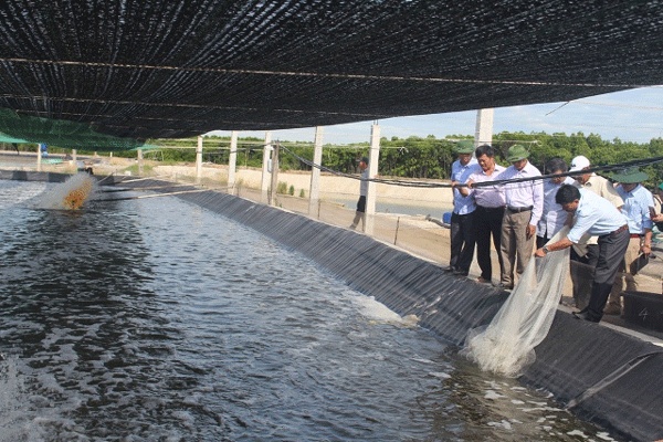 Nông dân Quỳnh Lưu (Nghệ An) đầu tư lớn để nuôi tôm vụ 3