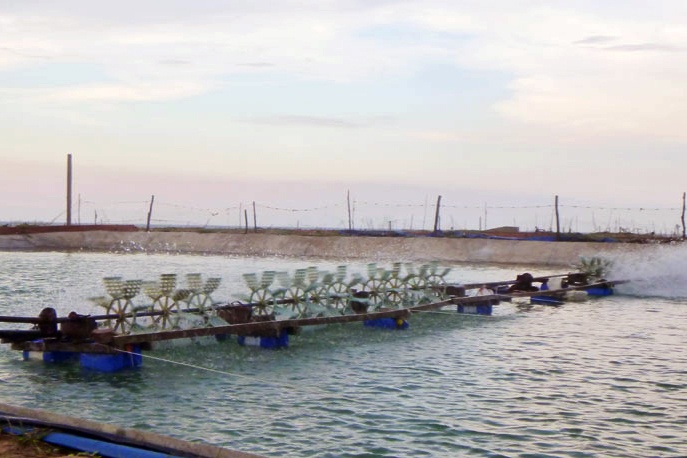 Quảng Nam: Khuyến cáo nuôi tôm vùng triều