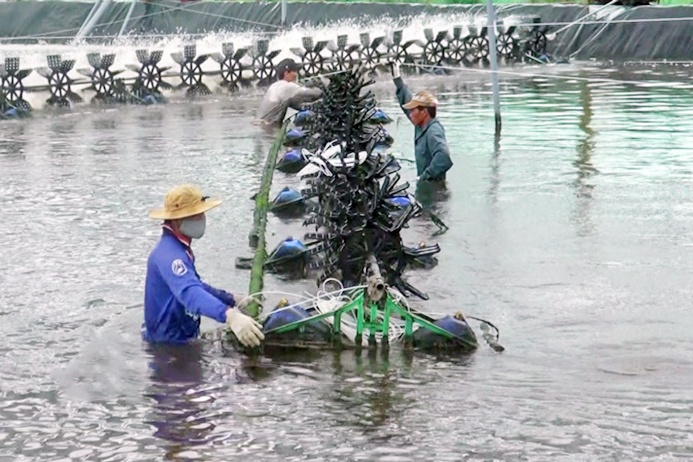 Nuôi tôm siêu thâm canh: Đột phá nhưng chưa bền vững