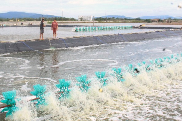 Thanh Hóa: Có 2.100 cơ sở, hộ nuôi trồng thủy sản vùng nước mặn, lợ