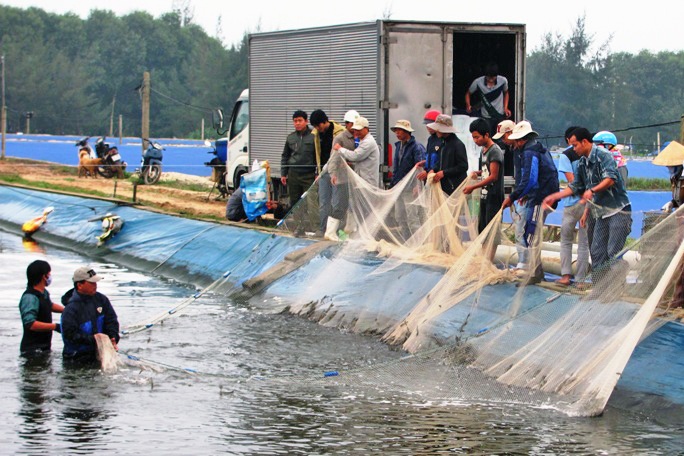 Phong Điền: Tăng cường giám sát dịch bệnh trên tôm nuôi