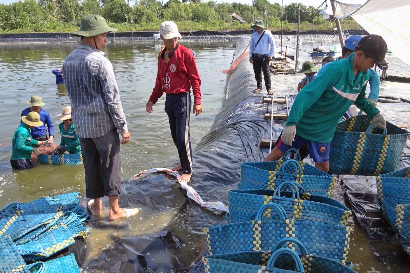 Quảng Nam khẩn trương thu hoạch tôm nuôi để tránh bão