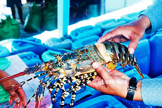 Ảm đạm vùng nuôi tôm hùm