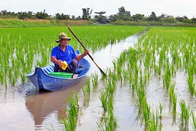 Thông báo trữ ngọt cho lúa trên đất nuôi tôm