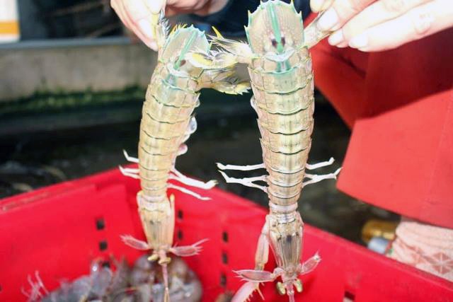 Ngư dân Quỳnh Lưu được mùa tôm tít