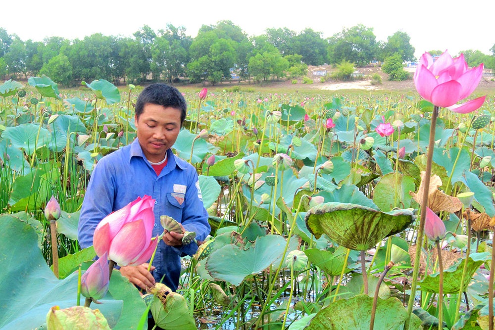 Triệu Thượng: Chuyển đổi hơn 32ha đồng hoang sang trồng sen nuôi cá