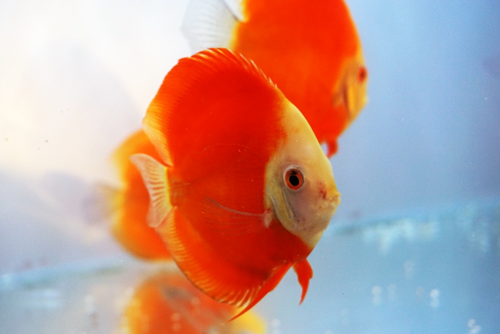 Chuỗi liên kết giúp nâng cao giá trị cá cảnh