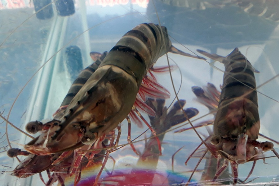 Cú hích mới của ngành tôm giống bố mẹ