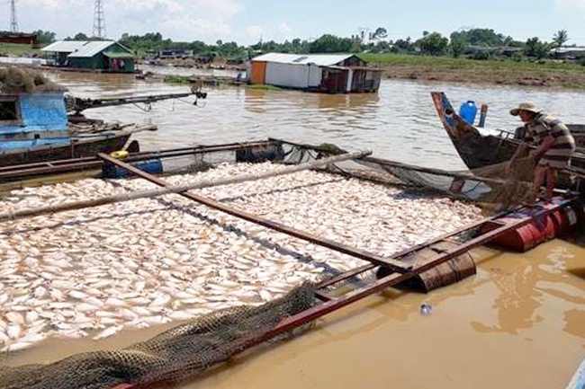 La Ngà: Hỗ trợ hơn 12 tỷ đồng cho người nuôi cá bè bị thiệt hại