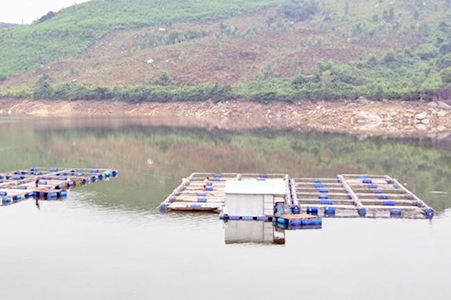 Cá diêu hồng nuôi trong lồng bè ở Quảng Nam bị chết ​hàng loạt
