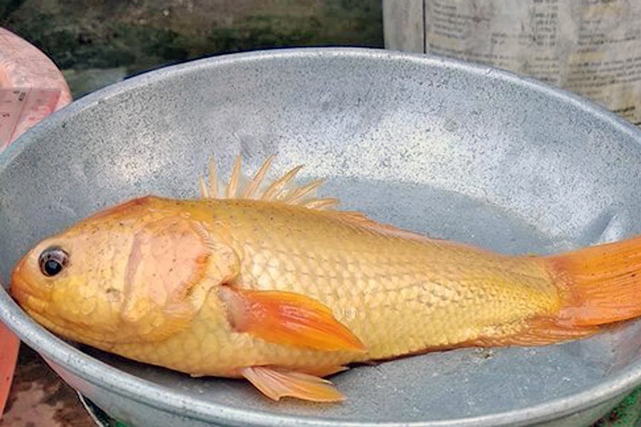 Phát hiện cá rô màu vàng óng lạ lẫm ở Kiến Tường