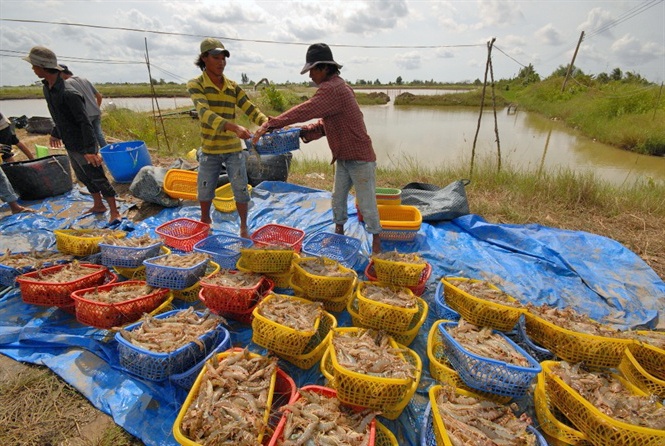 Giá tôm sẽ tăng vào dịp cuối năm, người nuôi có lãi