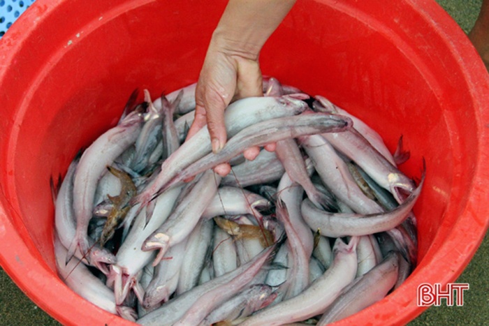 Đắt giá như... cá cháo đầu mùa!