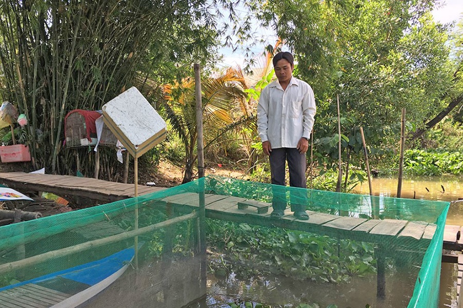 Làm vèo nuôi ếch trên sông