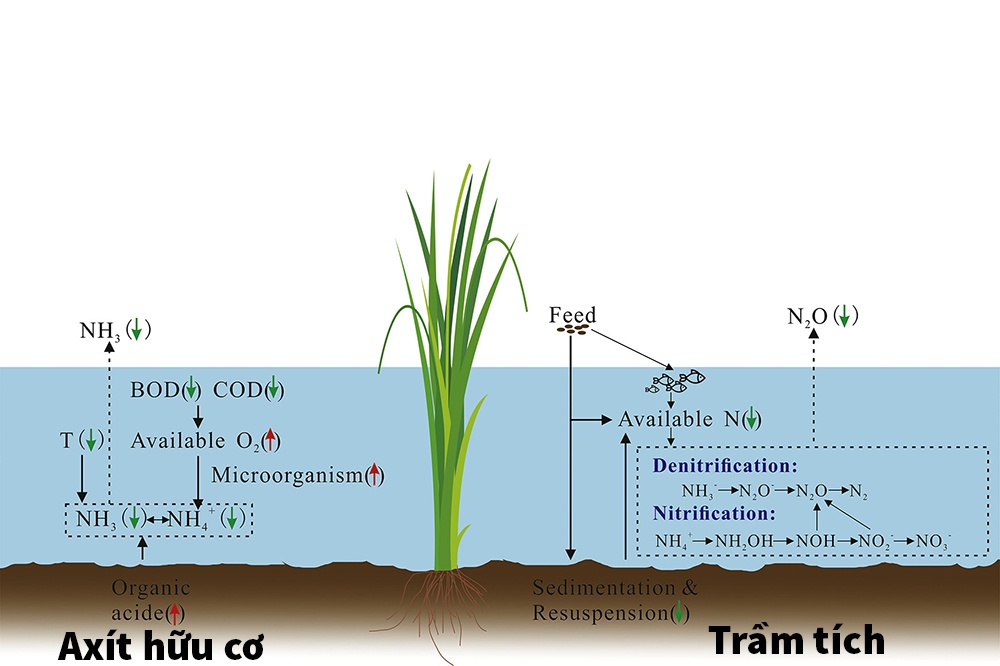 Tác động của lúa đến N2O và NH3 trong ao nuôi tôm cá