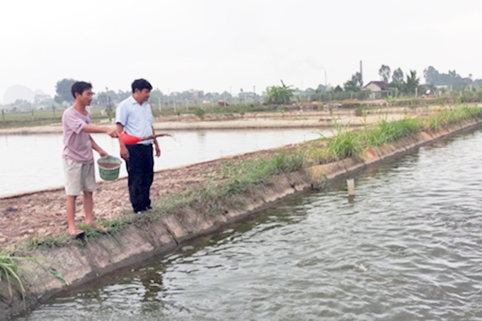 Hiệu quả mô hình lúa - cá ở Yên Thắng