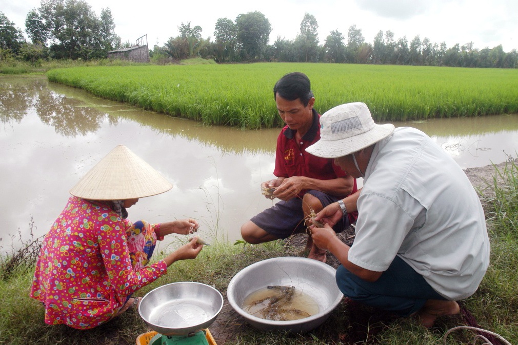 "Ăn chắc mặc bền" với mô hình tôm lúa