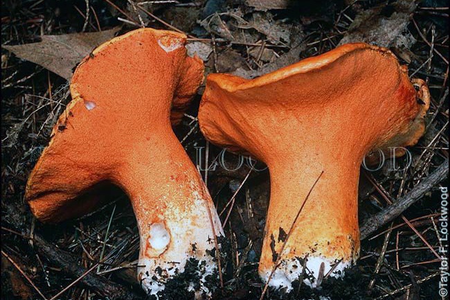 Loại Mốc đặc biệt biến các cây nấm thành "thịt tôm hùm"