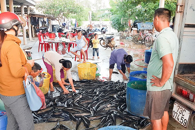 Mô hình nuôi ba ba trong bể xi măng  Nuôi Ba ba