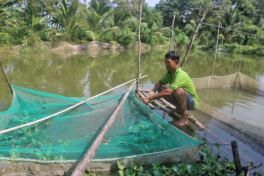 Nuôi cá lóc trong vèo cho lợi nhuận cao