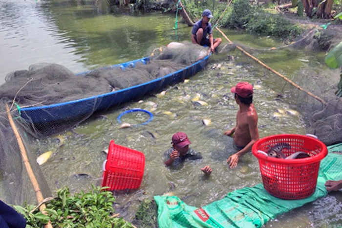 Nông dân Hậu Giang trở thành tỷ phú nhờ nuôi cá thát lát