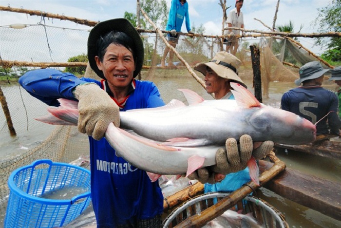 Cá tra đối mặt thách thức quốc tế