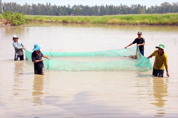 Cận cảnh nuôi cá ruộng mùa lũ không cho ăn vẫn lớn như thổi