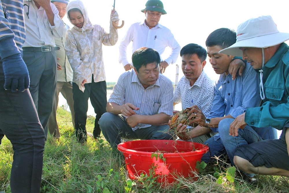 Hiệu quả của mô hình nuôi xen ghép tôm – cua - cá