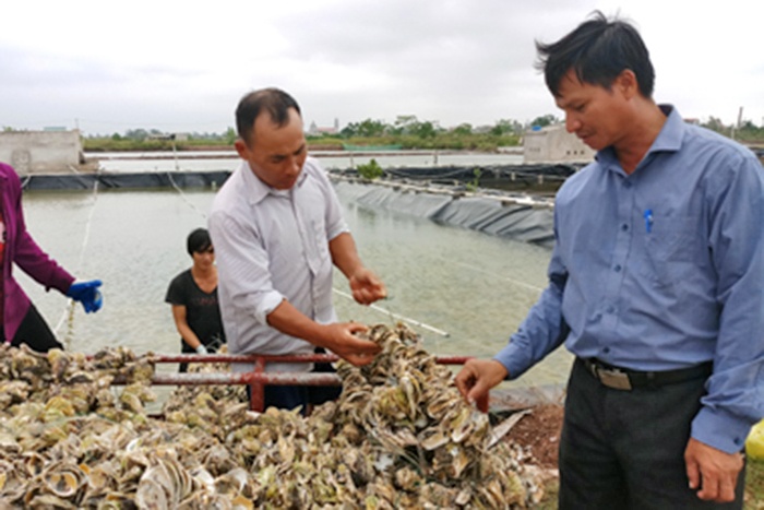 Xây dựng thương hiệu hàu giống Kim Sơn - Ninh Bình