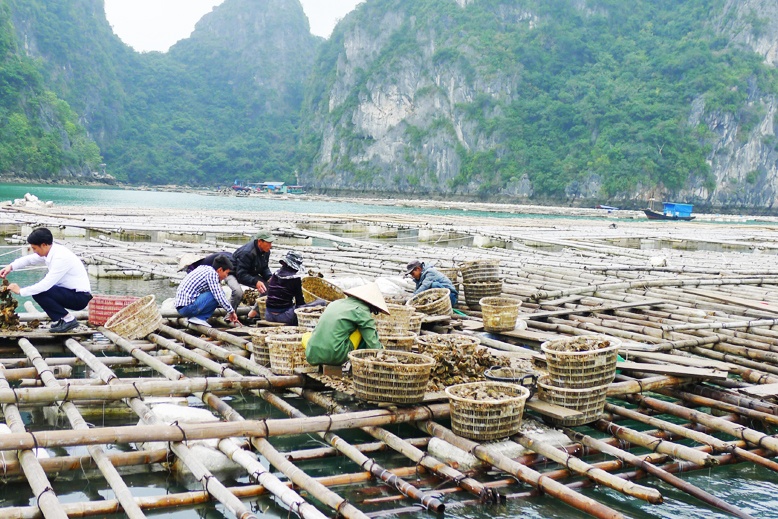 Quảng Ninh: Quản lý, nâng cao chất lượng con giống nhuyễn thể