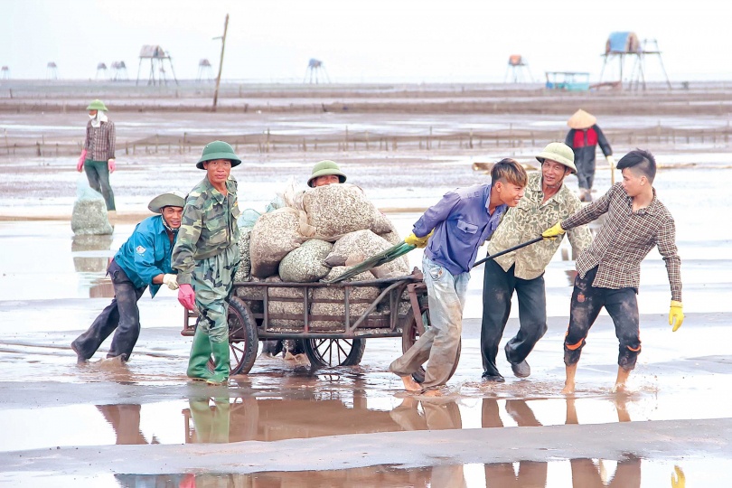 Món quà của biển Thái Bình