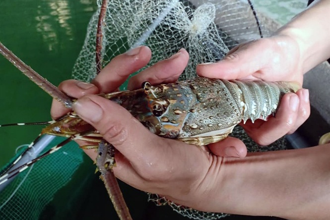 Cận cảnh công nghệ nuôi tôm hùm trên... bờ