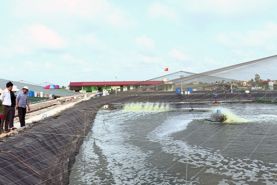 Phát triển mạnh nghề nuôi trồng thủy sản ở Kim Sơn