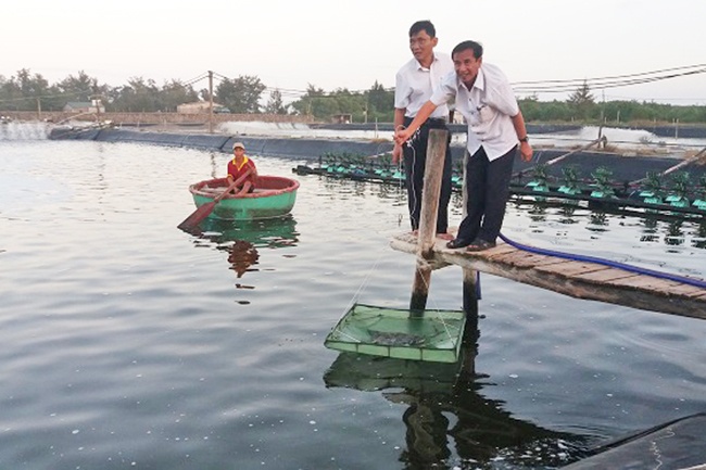 Phát triển nuôi tôm theo hướng bền vững