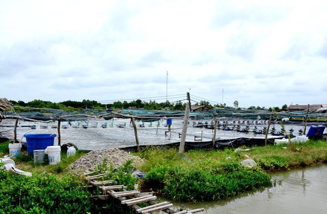 Mạnh tay xử lý vi phạm môi trường trong nuôi tôm siêu thâm canh