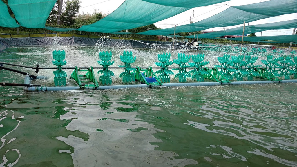 Nuôi tôm siêu thâm canh