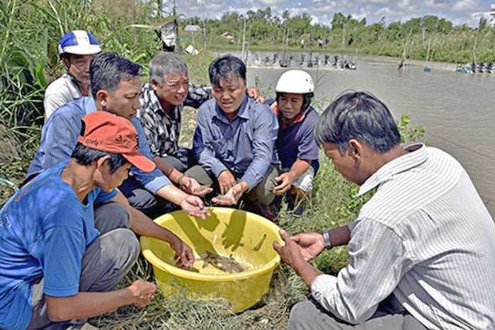 Cải tiến quy trình nuôi tôm thâm canh