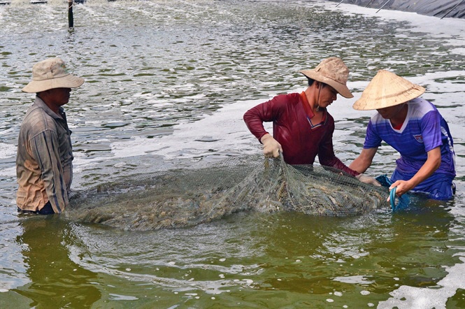 Tôm nước lợ bứt phá ngoạn mục