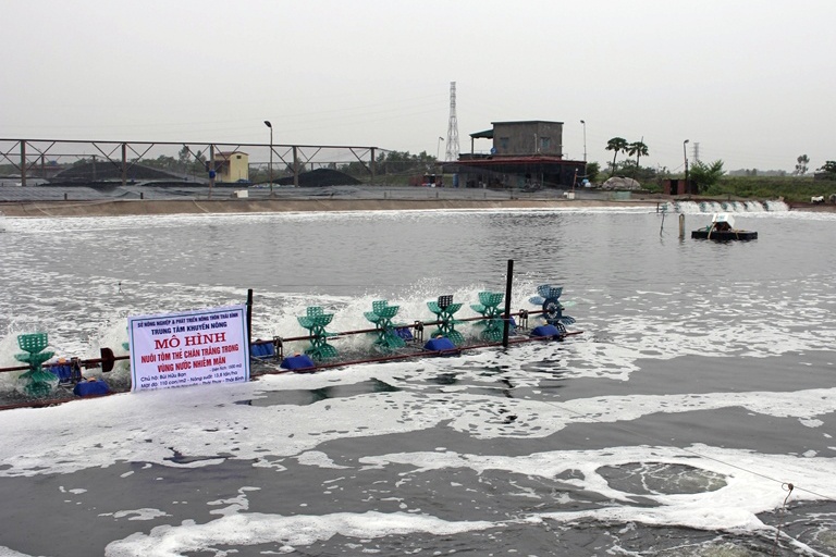 Mô hình nuôi tôm thẻ thành công ở Thái Bình