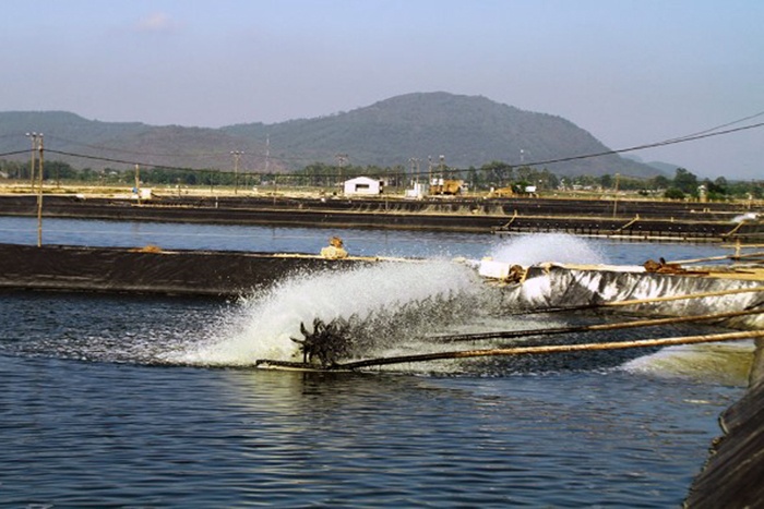Thanh Hóa: Nhân rộng nuôi trồng thủy sản theo VietGAP