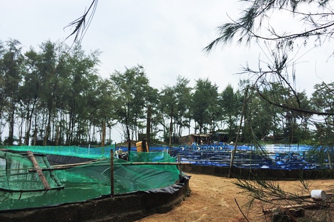 Hơn 300 tỷ đồng và những cánh rừng ngã rạp dưới chân tôm