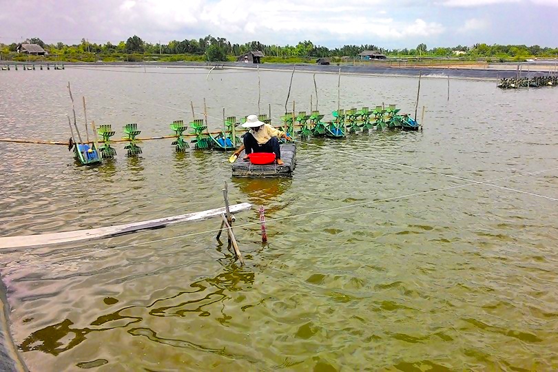 Thuận Nam: Ưu tiên phát triển nuôi tôm thẻ chân trắng