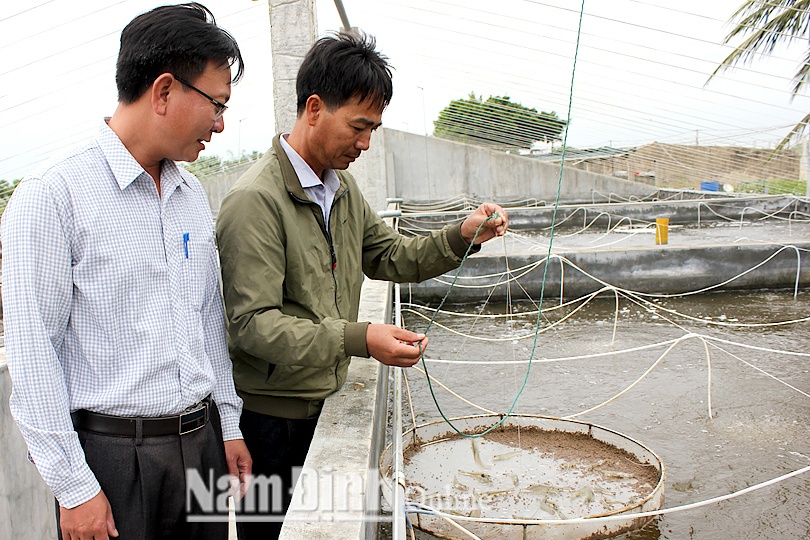 Vùng nuôi tôm công nghiệp hiệu quả cao ở Hải Đông