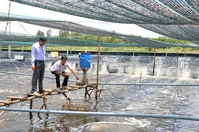 Cà Mau: Diện tích nuôi tôm siêu thâm canh đạt mốc trên 2.000ha