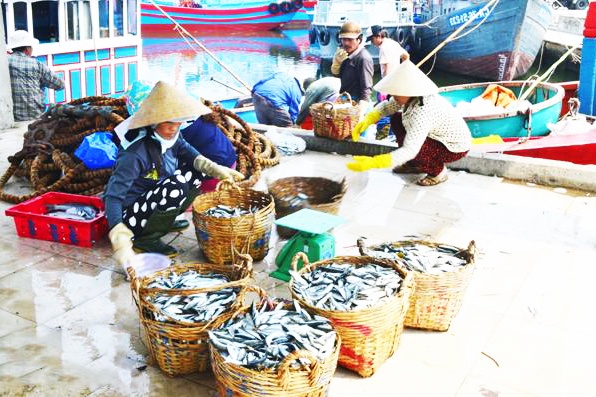 Ngư dân Quảng Ngãi thất thu vụ cá Nam