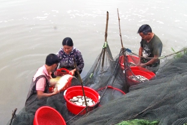 "Đánh thức" 565 ha ao hồ nước ngọt, nông dân Can Lộc thu 30 tỷ đồng/năm