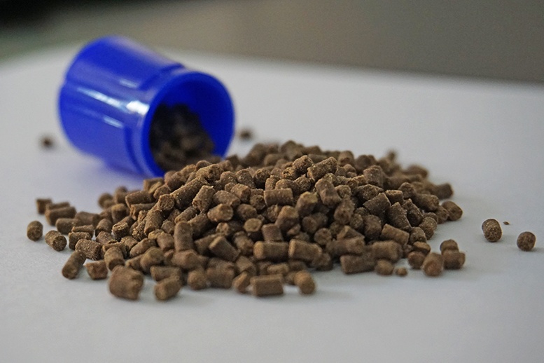 Thức ăn chứa kháng sinh làm phong phú vi khuẩn có hại trong ruột cá