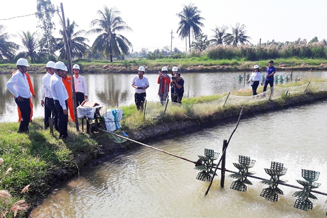 Tăng cường tiết kiệm điện trong nuôi tôm ở ĐBSCL