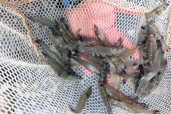 Tôm Việt mất lợi thế do chất lượng và truy xuất nguồn gốc