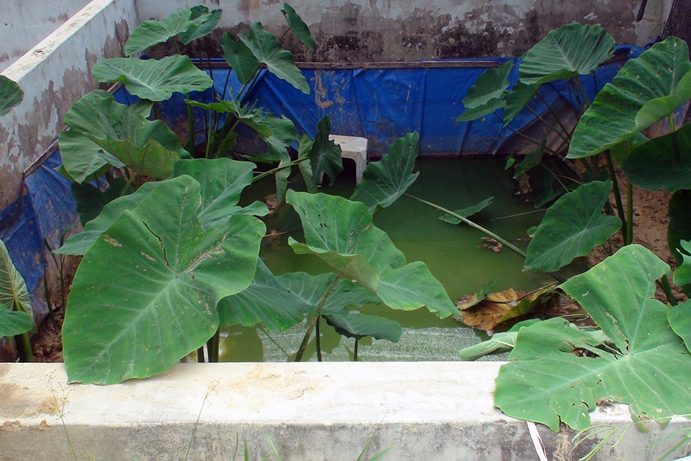 Sản xuất lươn giống ở trung tâm giống Quảng Nam